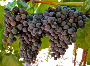 Uva tannat