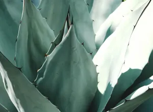 Plantas mexicanas