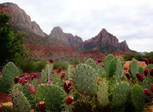 nopal