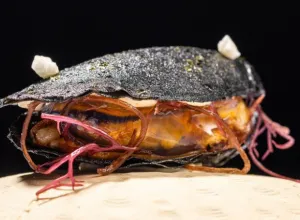 campeonato de pintxos de euskadi y navarra