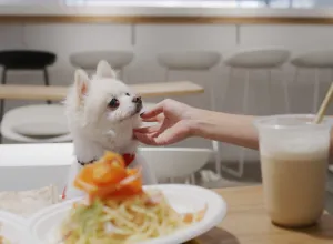 perro en un restaurante pet-friendly