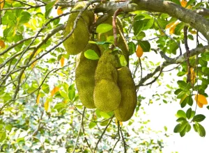 jackfruit