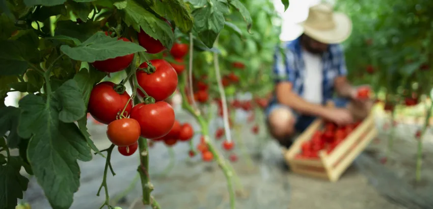 La nueva Ley General de Alimentación Adecuada y Sostenible aprobada en México supone un gran avance para los derechos humanos. (Foto: Freepik)