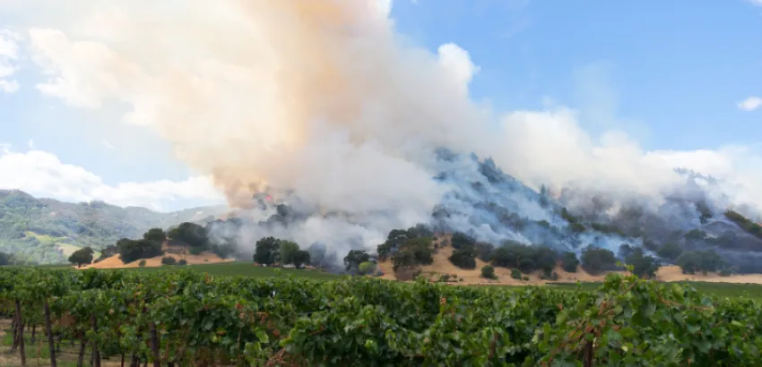 nuevo descubrimiento viticultura