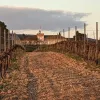 Bodegas La inglesa